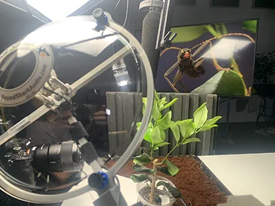 SoundShark parabolic microphone setup for insect recording — Montreal Insectarium