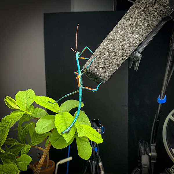 Insect field recording session — Montreal Insectarium